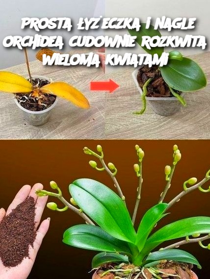 Prosta łyżeczka i nagle orchidea cudownie rozkwita wieloma kwiatami