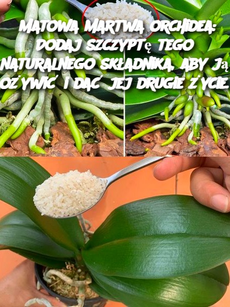 Matowa martwa orchidea: Dodaj szczyptę tego naturalnego składnika, aby ją ożywić i dać jej drugie życie.