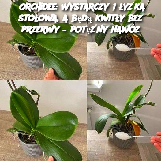 Orchidee: Wystarczy 1 łyżka stołowa, a będą kwitły bez przerwy – potężny nawóz