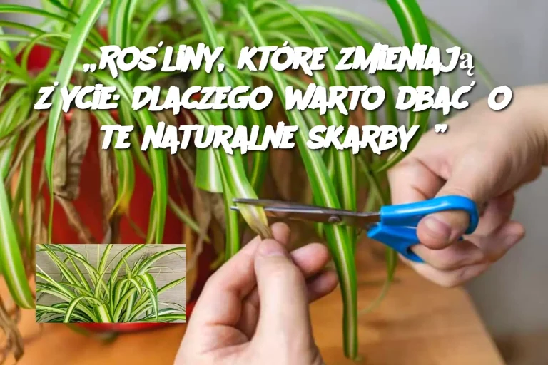 Rośliny, które zmieniają życie: Dlaczego warto dbać o te naturalne skarby?”