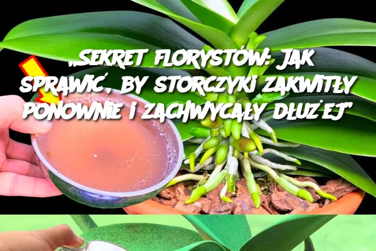 Sekret florystów: Jak sprawić, by storczyki zakwitły ponownie i zachwycały dłużej”