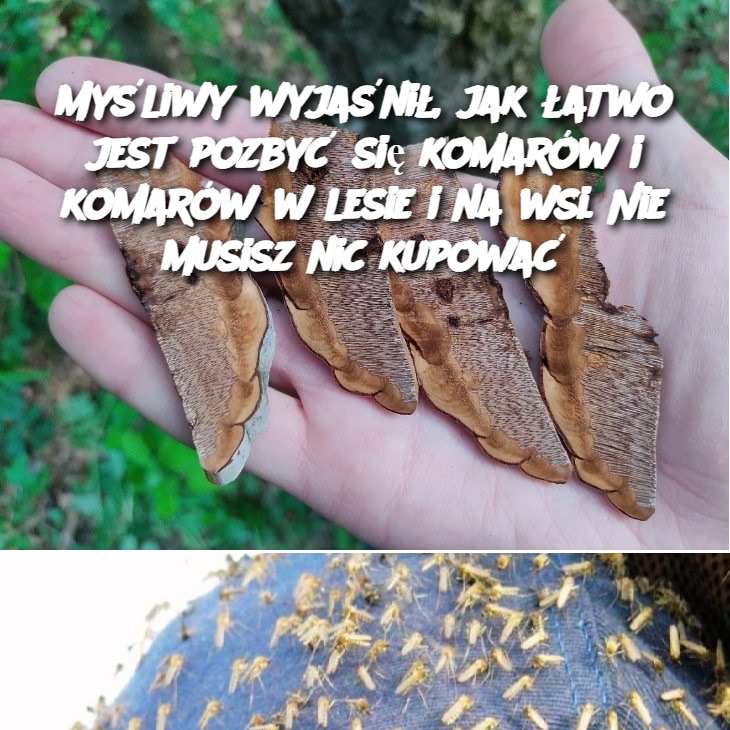 Myśliwy wyjaśnił, jak łatwo jest pozbyć się komarów i komarów w lesie i na wsi. Nie musisz nic kupować