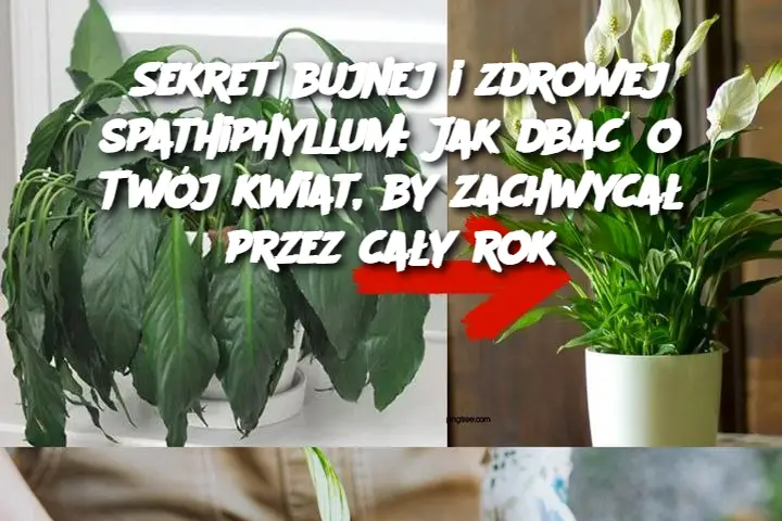 Sekret Bujnej i Kwitnącej Spathiphyllum