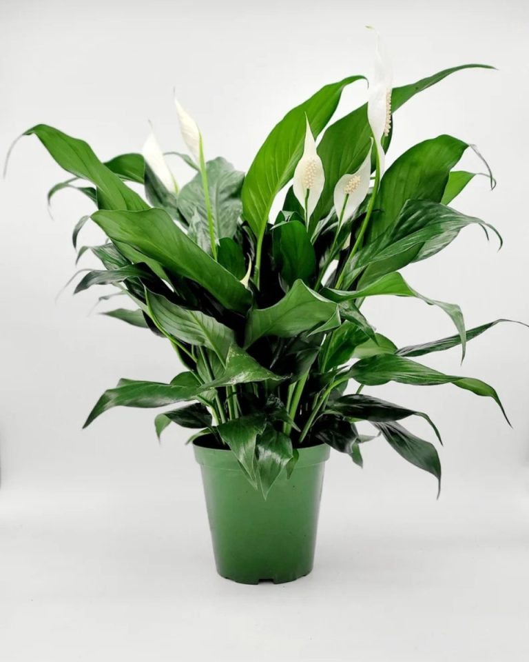 Peace Lily, tylko jeśli ją podlejesz, będzie rosła 5x szybciej