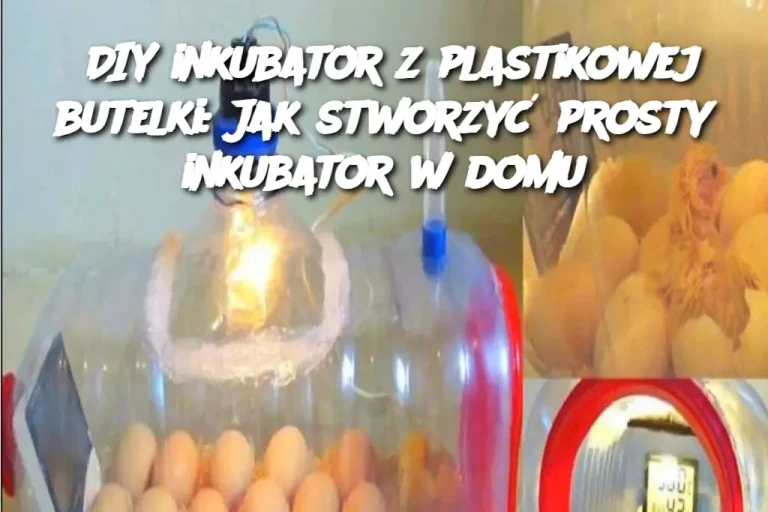 DIY inkubator z plastikowej butelki: Jak stworzyć prosty inkubator w domu