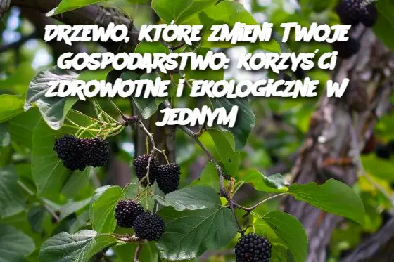 Drzewo, które zmieni Twoje gospodarstwo: korzyści zdrowotne i ekologiczne w jednym