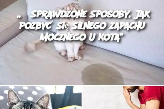 „3 Sprawdzone Sposoby, Jak Pozbyć Się Silnego Zapachu Mocznego U Kota”