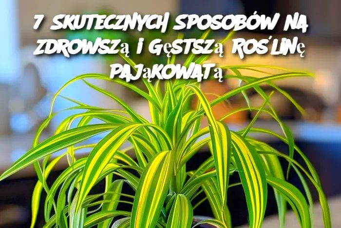 7 Skutecznych Sposobów na Zdrowszą i Gęstszą Roślinę Pająkowatą