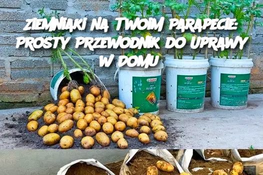 Prosta wskazówka dotycząca własnej uprawy ziemniaków w domu