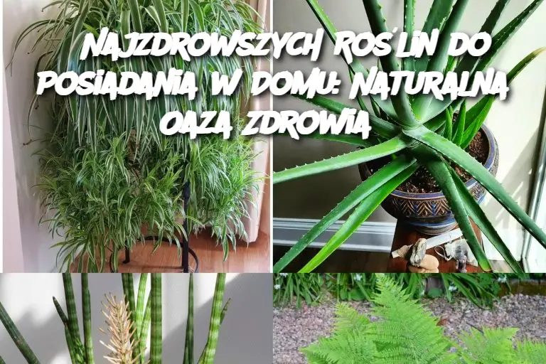 Te 5 roślin to najzdrowsze rośliny do posiadania w domu