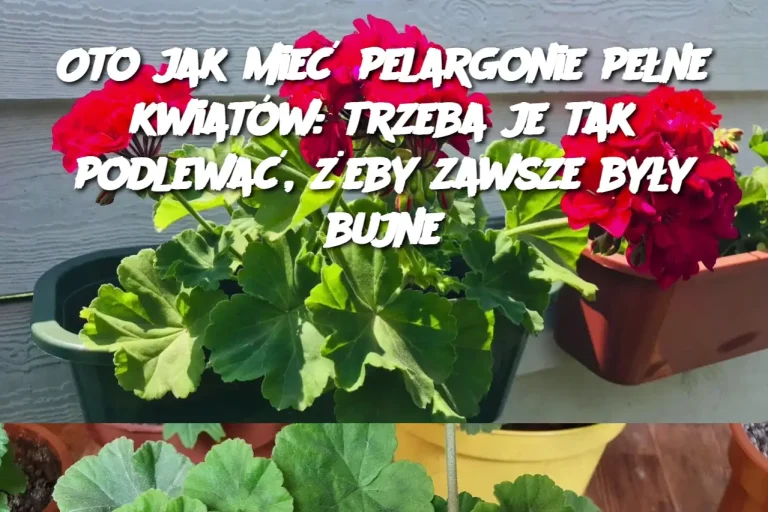 Oto jak mieć pelargonie pełne kwiatów: trzeba je tak podlewać, żeby zawsze były bujne