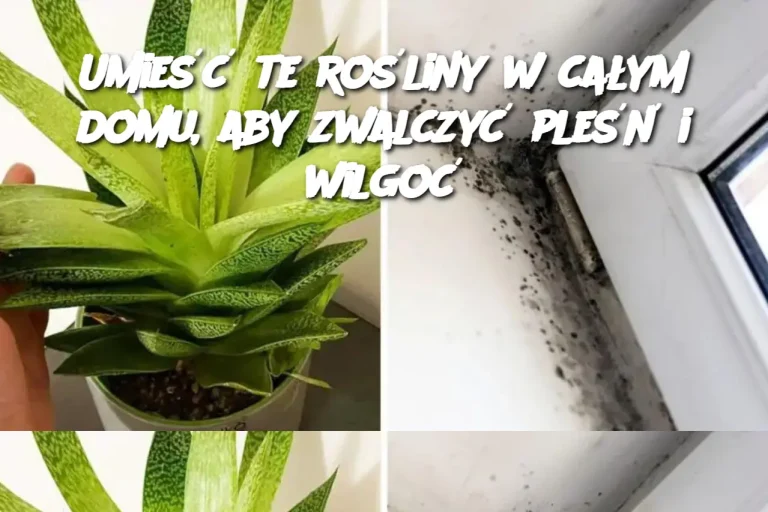 Umieść te rośliny w całym domu, aby zwalczyć pleśń i wilgoć