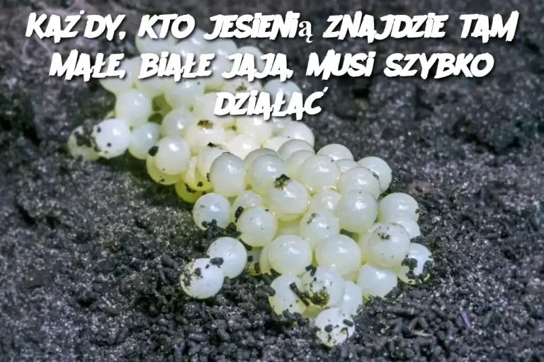 Każdy, kto jesienią znajdzie tam małe, białe jaja, musi szybko działać