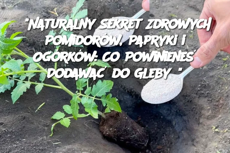 “Naturalny Sekret Zdrowych Pomidorów, Papryki i Ogórków: Co Powinieneś Dodawać do Gleby?”