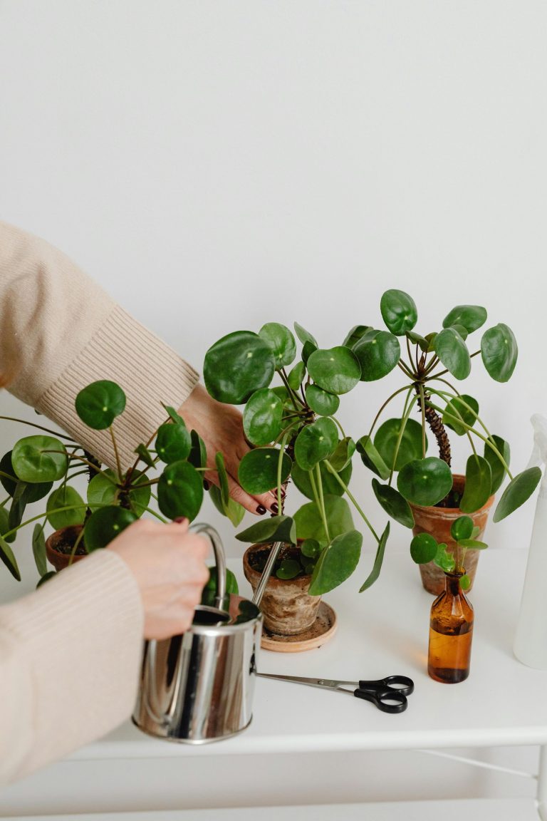 Pilea peperomioides – Roślina " Pieniążek ", która przynosi szczęście!