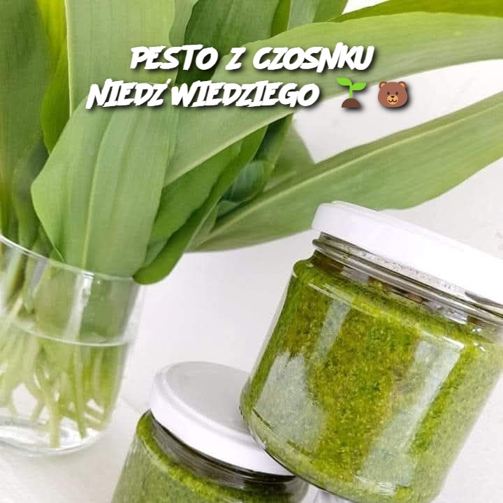 PESTO Z CZOSNKU NIEDŹWIEDZIEGO 