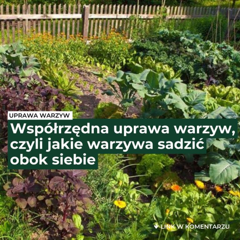 Jakie warzywa dobrze rosną obok siebie? Poznaj zasady współrzędnej uprawy!