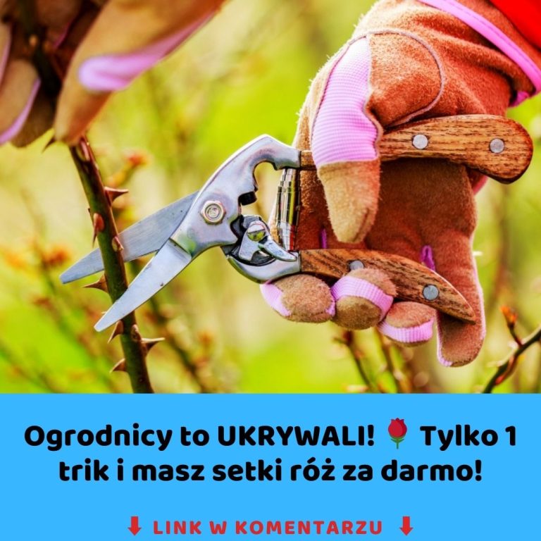 Marzysz o ogrodzie pełnym róż? Sprawdź, jak łatwo je rozmnażać!