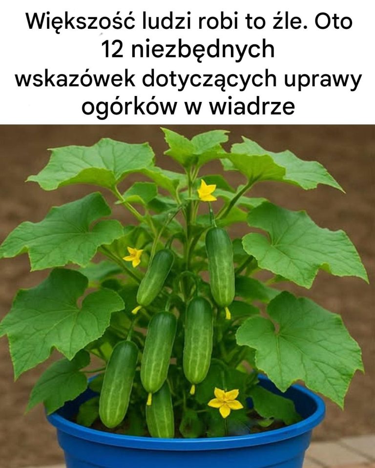Większość ludzi robi to źle. Oto 12 niezbędnych wskazówek dotyczących uprawy ogórków w wiadrze