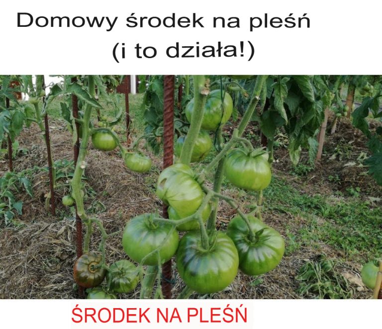 Domowy sposób na walkę z pleśnią (który działa!)