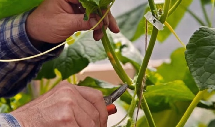 Prawidłowe formowanie ogórków to sekret, którego nie zna 80% osób uprawiających warzywa.