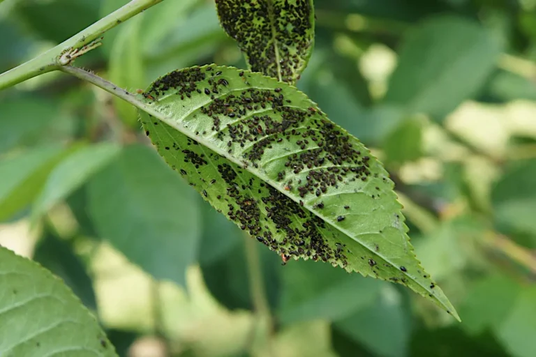 Naturalne sposoby na walkę z mszycami: mleko, oregano i inne skuteczne metody