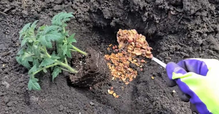 Ten trik zna garstka ogrodników – a rośliny szaleją z radości!