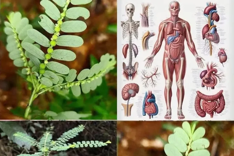 Lecznicze właściwości Mimosa Pudica: zastosowania i wartość lecznicza
