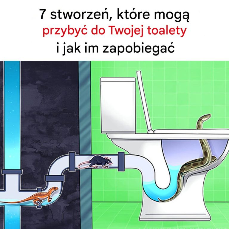 7 stworzeń, które mogą dostać się do Twojej toalety i jak temu zapobiec
