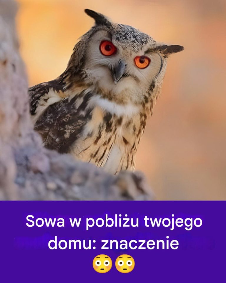 Sowa: Cichy łowca czy duchowy przewodnik?