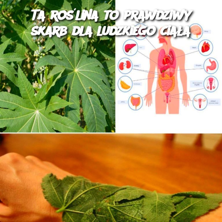 Ta roślina to prawdziwy skarb dla ludzkiego ciała